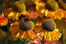 fleurs dans le jardin 