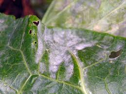 Powdery mildew