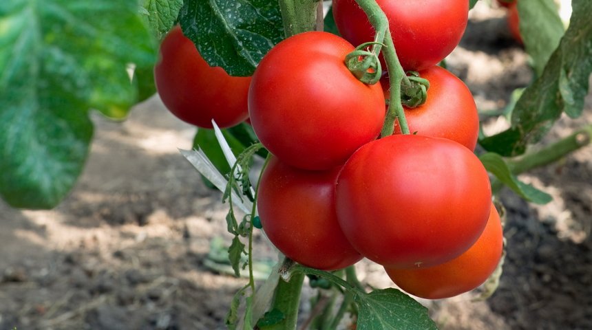 výhody nízko rostoucích rajčat