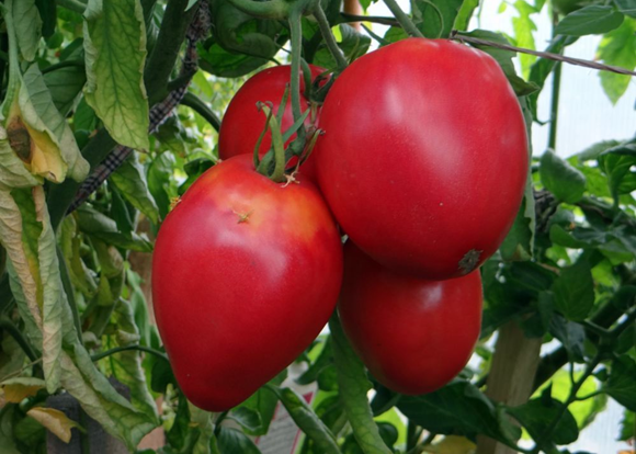 tomato tsifomandra in the garden