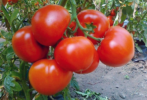 apparition de la tomate Ekaterina