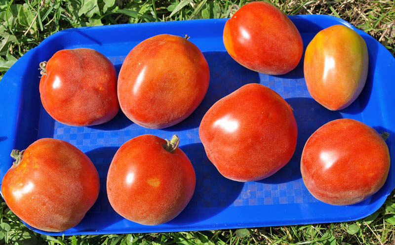 tomatoes on a tray