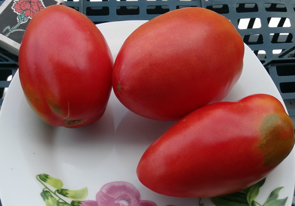 variedad de tomate robusto con forma de pimiento