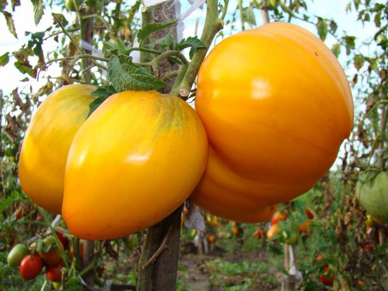 tomatenkoning van Siberië 