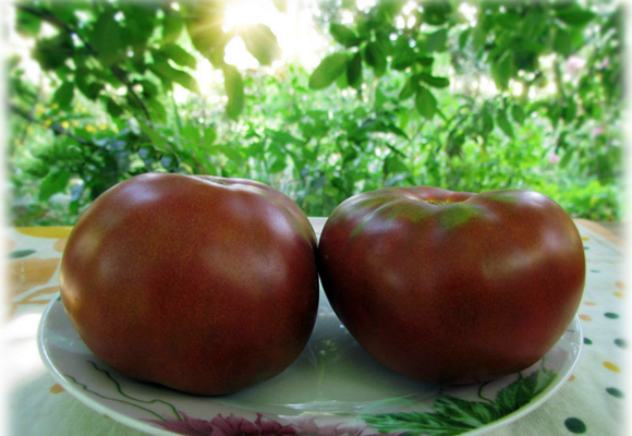 Tomate chocolate de Tasmania