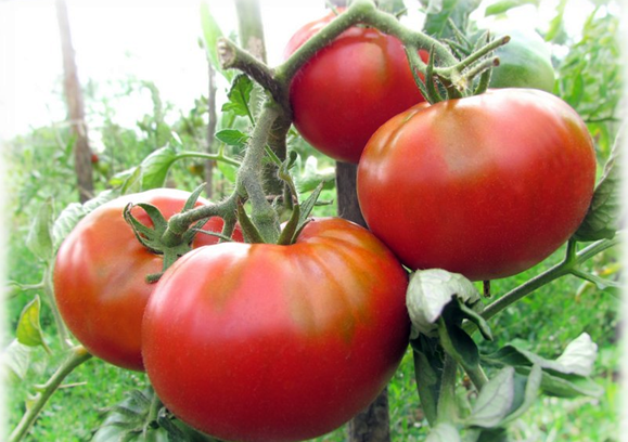 Tomatenbüsche fleischige Himbeere