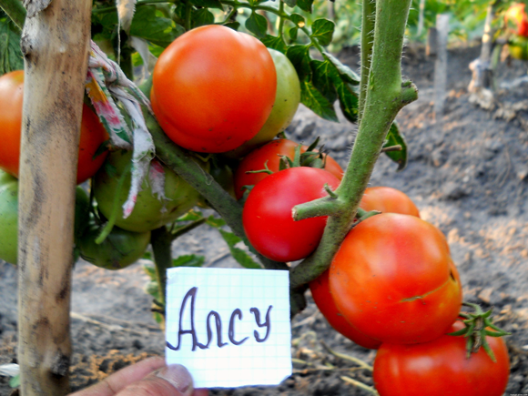 Alsou tomato in the garden