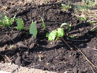 druiven planten