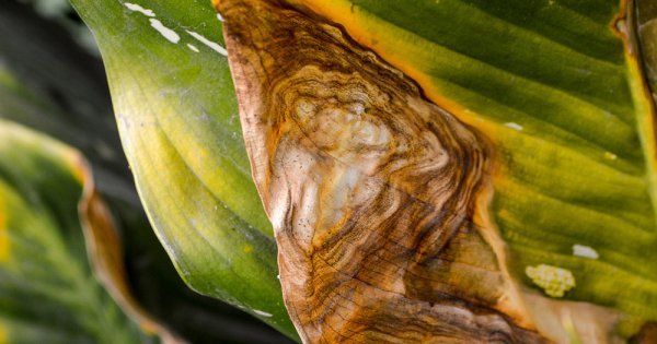 De bladeren van de appelboom verwelken