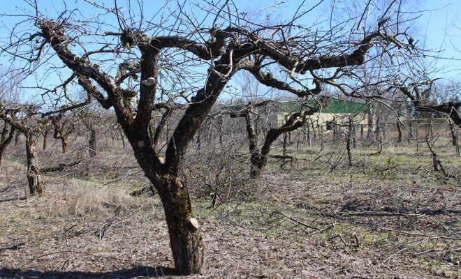 kanker van de appelboom