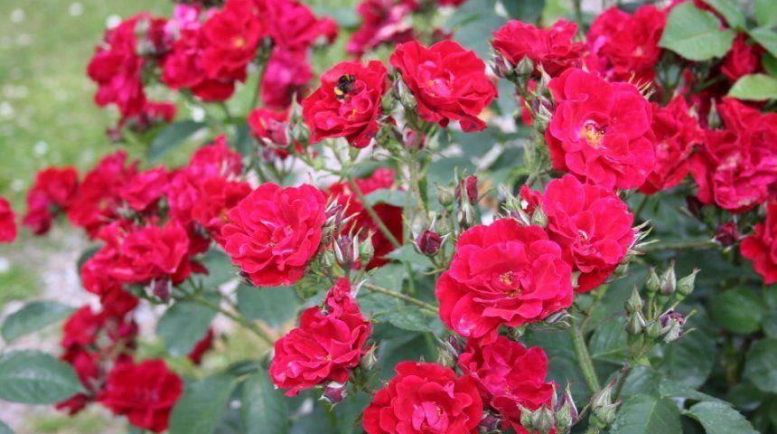 růže floribunda