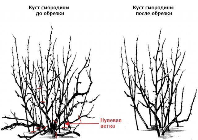 currant pruning