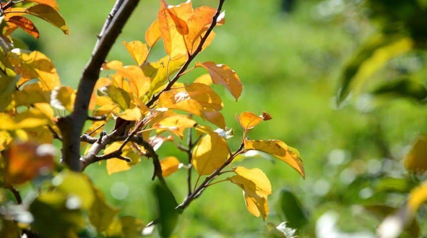 De bladeren van de appelboom verwelken