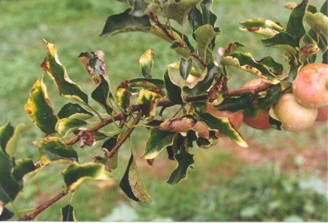 apple tree leaves dry