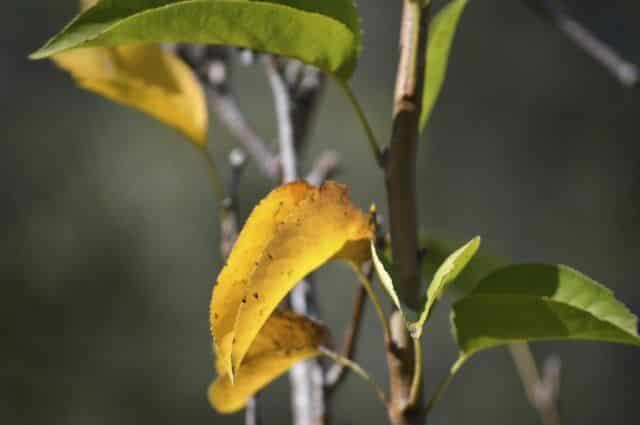 Pourquoi les feuilles d'un pommier jaunissent-elles ?