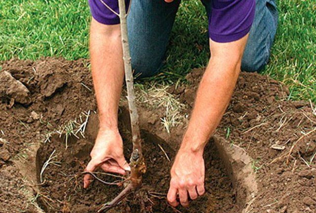 plantation de pommiers