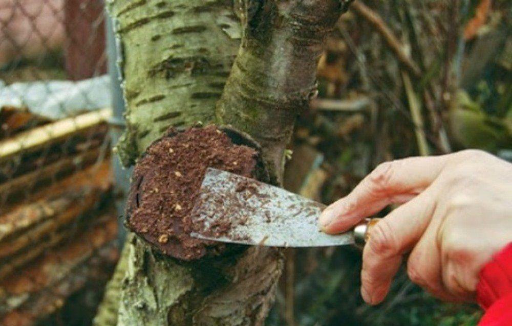 Regeln für die Verwendung von Gartenlack und dessen Zubereitung zu Hause