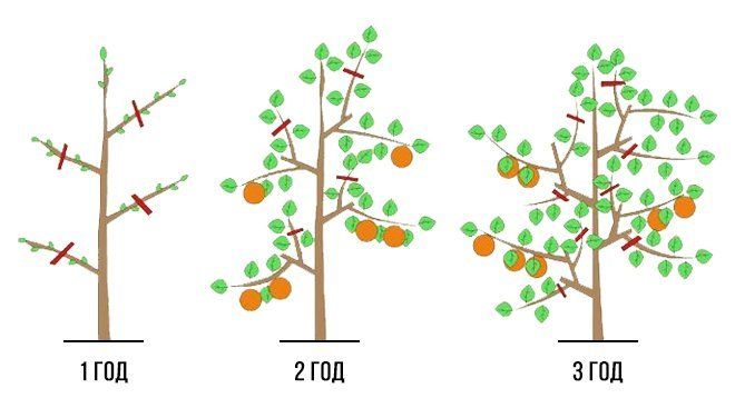 pemangkasan pokok epal