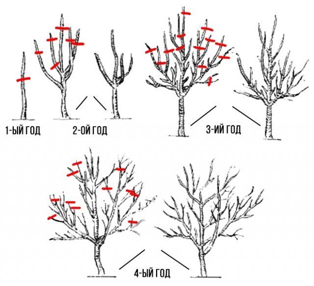 snoeien van appelbomen