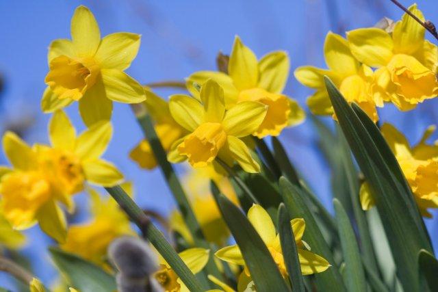 gele narcissen