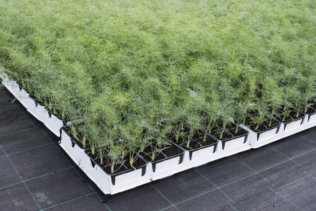 dill seedlings