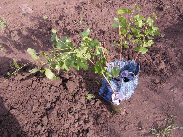 plantando groselhas