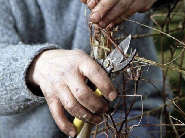 pruning clemantis