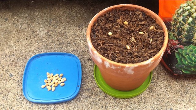 plantando una semilla