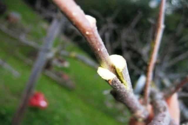 Comment greffer une poire dans une fente