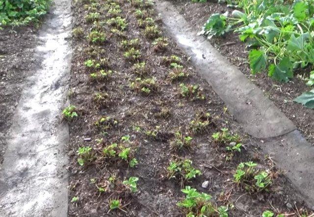 strawberry pruning