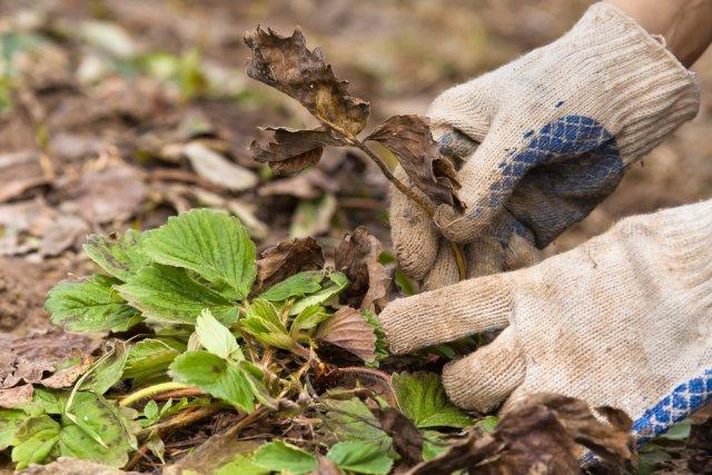 strawberry pruning