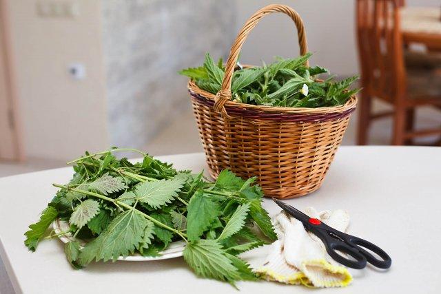 nettles in the garden 