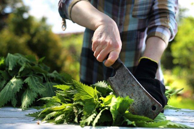 nettle benefits harm 