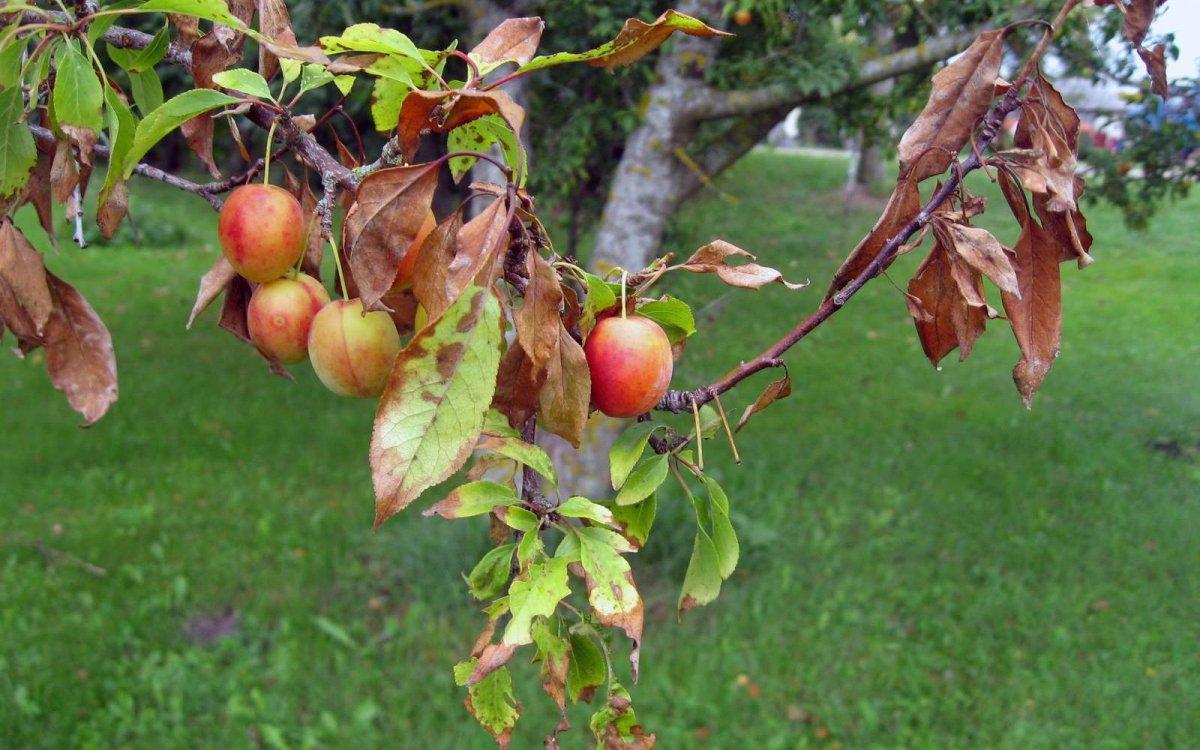 Bolsillos de ciruela