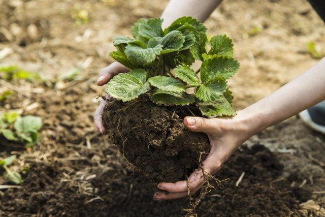 aardbeien planten