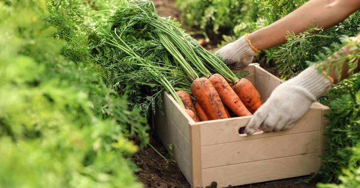 Lista de las mejores variedades de zanahorias para 2024