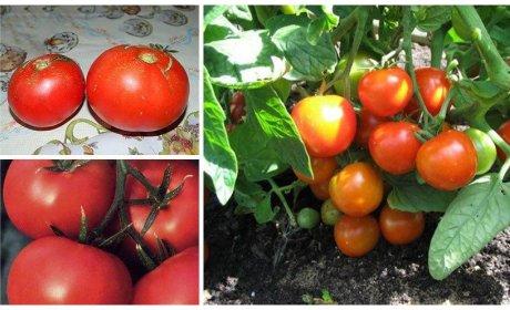 Nejlepší odrůdy rajčat pro rok 2024
