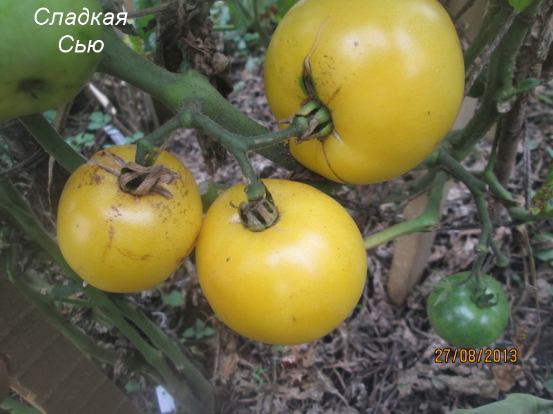 Tomatenbüsche Gnome Sweet Sue