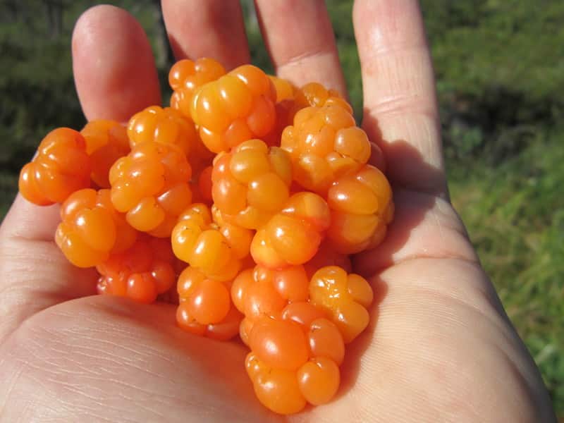 cloudberries για κομπόστα