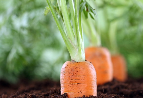 zanahorias en el jardin