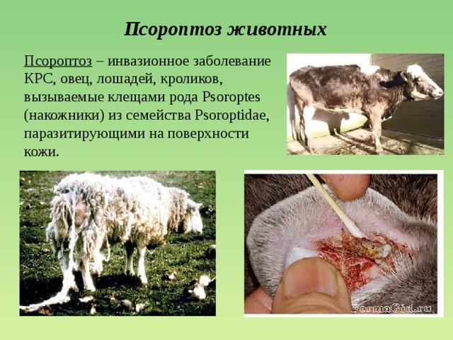 psoroptosi bovina