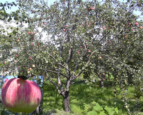 Apfelbaum Apfel gerettet