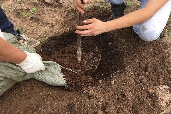 planting plum 