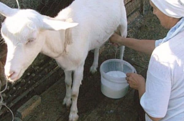 la chèvre n'abandonne pas complètement le lait