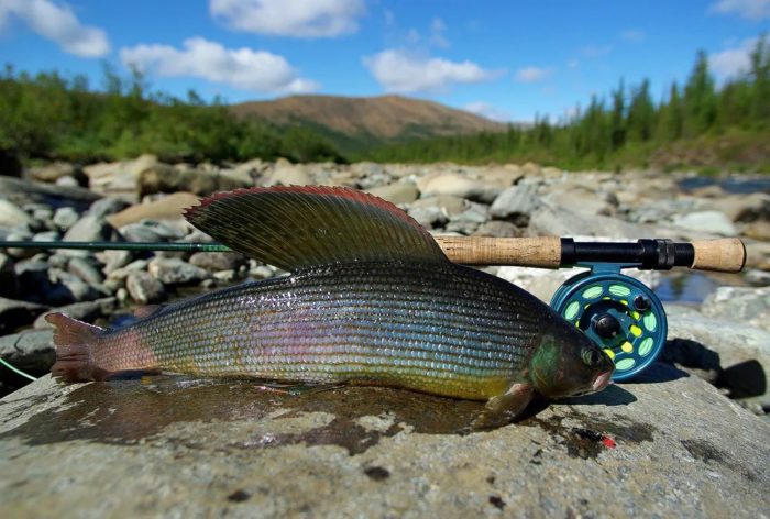 foto de peixe grayling