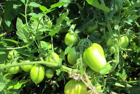 sun on tomatoes 