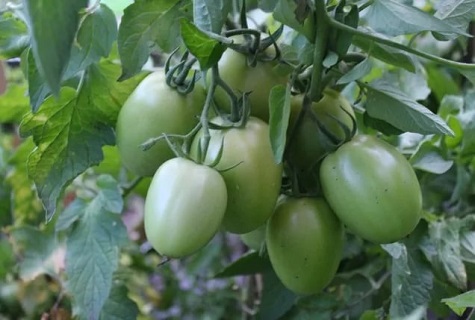 green fruits 