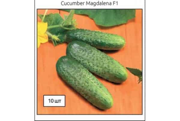 cucumber Magdalena f1