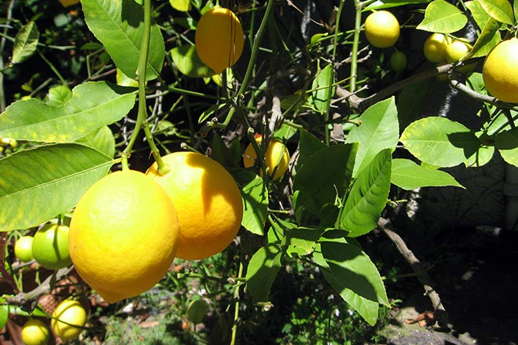 homemade lemons