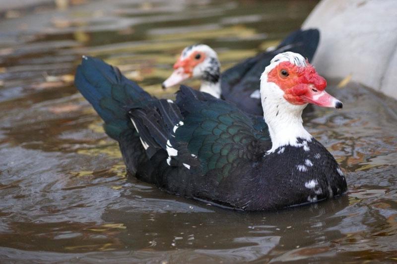 Muscovy anka